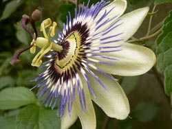 Passionsblomma Passionsblomma